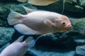 An albino giant gourami in a private aquarium