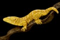 Albino giant New Caledonian gecko Rhacodactylus laechianus