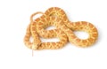 Albino Gopher Snake