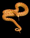 Albino Gopher Snake