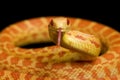 Albino Gopher Snake