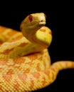 Albino Gopher Snake