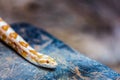 Albino Gopher Snake or Lambent python