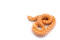Albino hognose snake isolated on white background Royalty Free Stock Photo