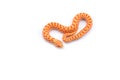 Albino hognose snake isolated on white background Royalty Free Stock Photo
