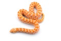 Albino hognose snake isolated on white background Royalty Free Stock Photo