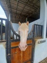 albino horse in a stable Royalty Free Stock Photo