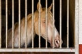 Albino Horse in stable Royalty Free Stock Photo