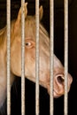 Albino Horse in stable Royalty Free Stock Photo