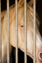Albino Horse in stable Royalty Free Stock Photo