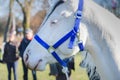 Albino horses icy blue eye detail photo, perlino horse with blue eyes portrait. close up Royalty Free Stock Photo