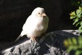 Albino house sparrow Royalty Free Stock Photo