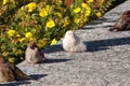 Albino house sparrow Royalty Free Stock Photo