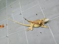 albino iguana and bearded dragon Royalty Free Stock Photo