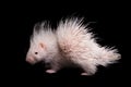 Albino indian crested Porcupine baby on black backgrond