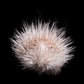 Albino indian crested Porcupine baby on black backgrond