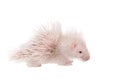 Albino Indian crested Porcupine baby on white