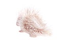 Albino Indian crested Porcupine baby on white