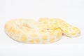 Albino Indian Python Royalty Free Stock Photo