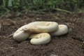 Albino Indian sand boa, Eryx johnii, Satara, Maharashtra