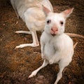 Albino Joey Wallaby at Hunter Valley Zoo