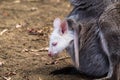 Albino Joey Wallaby in Pouch Royalty Free Stock Photo