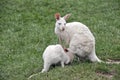 Albino kangaroo suckling her joey Royalty Free Stock Photo