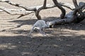 Albino kangaroo-island joey kangaroo Royalty Free Stock Photo