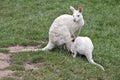 Albino kangaroo suckling her joey Royalty Free Stock Photo