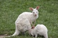 Albino kangaroo suckling her joey Royalty Free Stock Photo