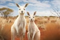 Albino kangaroos in their natural habitat. Two white albino kangaroos on a blurred wildlife background. Kangaroos look