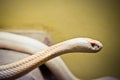 Albino king cobra is red eye Royalty Free Stock Photo