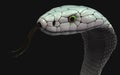 Albino king cobra snake. Abnormal snake