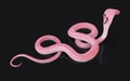 Albino king cobra snake with clipping path.