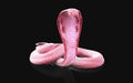 Albino king cobra snake with clipping path.