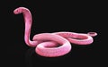 Albino king cobra snake with clipping path.