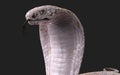 Albino king cobra snake White and brown cobra snake with clipping path.