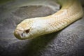 Albino king cobra Royalty Free Stock Photo
