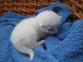 Albino kitten Royalty Free Stock Photo