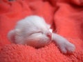 Albino kitten Royalty Free Stock Photo