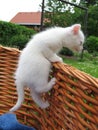 Albino kitten Royalty Free Stock Photo