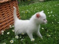 Albino kitten Royalty Free Stock Photo