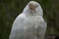 the albino laughing kookaburra has a pink beak and white eyes and feathers