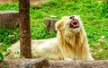 Albino lion sleep on green grass backgorund in zoo Royalty Free Stock Photo