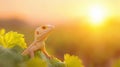 A Albino Lizard at Sunset Royalty Free Stock Photo