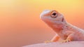 A Albino Lizard at Sunset Royalty Free Stock Photo