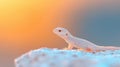 A Albino Lizard at Sunset Royalty Free Stock Photo