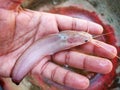 Albino magur fish clarias batrachus fish in hand of a farmer in nice blur background
