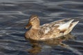 Albino Mallard duck