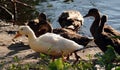 Albino Mallard duckling swims with other chicks Royalty Free Stock Photo